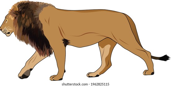 lion wildlife wildcat bigcat vector