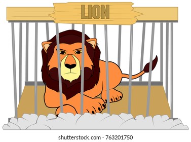 the lion in the zoo