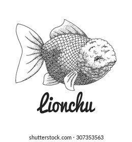 The Lionchu goldfish. Isolated with the inscription. Graphic art. Hand drawn