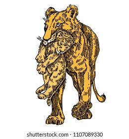 Lioness is carrying a lion cub. Color. Engraving style. Vector illustration.
