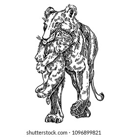 Lioness is carrying a lion cub. Sketch. Engraving style. Vector illustration.