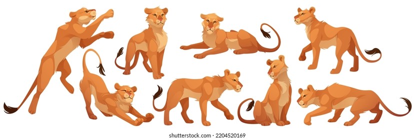 Carácter leonés en diferentes poses. Dibujo vectorial de un animal felino africano, gato salvaje sentado, de pie y caminando. Carácter de león femenino aislado en fondo blanco