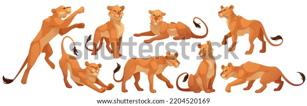 Lioness character in different poses. Vector cartoon set of African feline animal, wild cat sitting, standing and walking. Female lion character isolated on white background. Wallpaper for walls. 