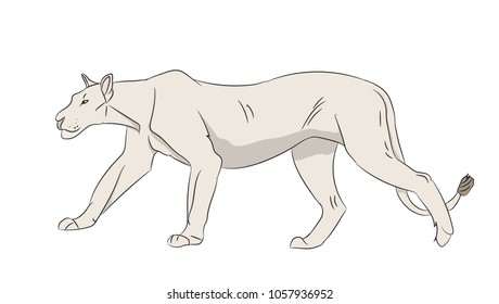 lioness color, vector, white background