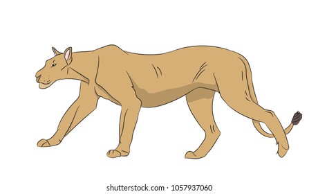 lioness color, vector, white background