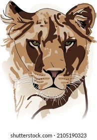 Lioness drawing colored, Vector illustration isolated on the white background