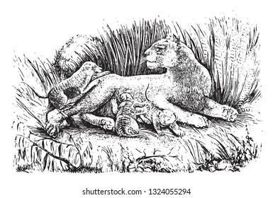 Lioness and her cubs, vintage engraved illustration. From Zoology Elements from Paul Gervais.
