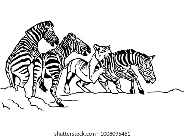 lioness hunting zebra illustration