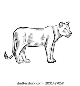 lioness isolated on white background. Sketch graphic predator of savannah in engraving style. Design retro black and white drawing. Vector illustration.