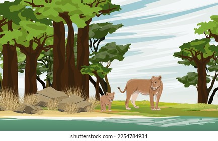 A lioness and a lion cub walk along the shore of a salty African lake. Grove of baobabs. Wild animals of Africa. Realistic vector landscape