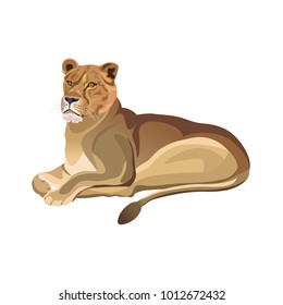 Lioness lying. Vector illustration isolated on the white background