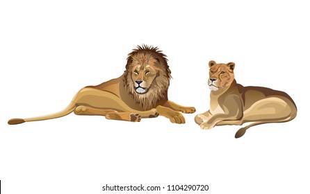 Lioness and male lion lying down. Vector illustration isolated on the white background