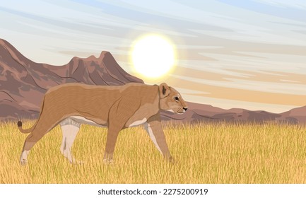 Lioness on the hunt in tall dry grass at the foot of a mountain range. African wild predators. Realistic vector landscape