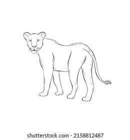 Lioness on white background. Vector Wild Animal. Safari.