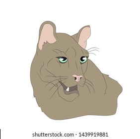 lioness portrait vector illustration, color drawing, vector, white background