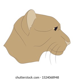 lioness portrait vector illustration, color drawing, vector, white background
