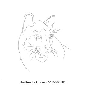 lioness portrait vector illustration, lines drawing, vector, white background