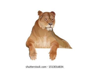 Lioness resting image. Vector illustration isolated on the white background