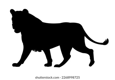 Lioness is unhappy and growls. African savanna predator. Silhouette picture. Dangerous animal in natural conditions. Isolated on white background. Vector.