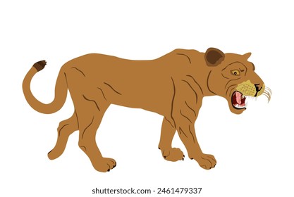 Lioness vector illustration isolated on white background. Lion female. Animal king. Big cat. Pride of Africa. Leo zodiac symbol. Wildlife predator. African big five. Mountain lion cougar.