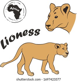 Lioness vector image isolated on white background. Lioness in full growth and profile head. African wild predatory cat. Animal panther with beige skin. Dangerous predator big cat family. Female lion.