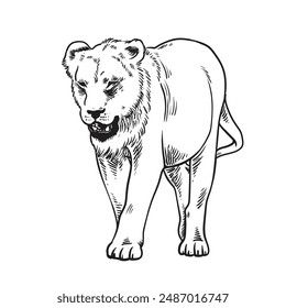 Löwin zu Fuß, handgezeichnete Doodle-Skizze. Löwin gehen, handgezeichnetes Doodle einfaches Zeichnen Vektorillustration mit Inschrift
