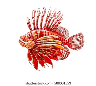 Lionfish. Colored vector illustration of a beautiful fish on a white background.