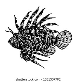 The lionfish hand draw on white background