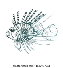 Lionfish with Long Dorsal Spines Vector Sketched Illustration. Exotic Underwater or Marine Creature Concept