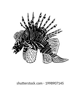 Lion-Fish vector hand drawing illustration in black color isolated on white background
