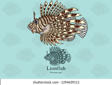 Lionfish. Vector illustration with refined details and optimized stroke that allows the image to be used in small sizes (in packaging design, decoration, educational graphics, etc.)