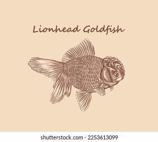 Lionhead goldfish illustration with details and lights.