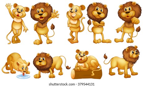 Lions in different actions illustration