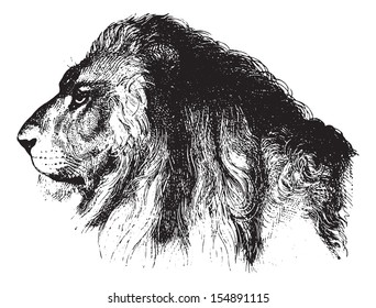 Lion's face, vintage engraved illustration. Animaux Sauvages et Domestiques - For kids - 1892.