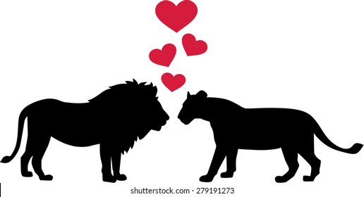 Lions in love