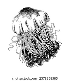 Lions mane jellyfish vector illustration