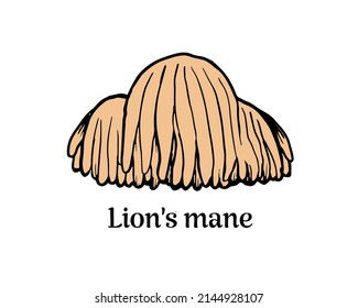 Lion's mane medicinal mushroom (Hericium erinaceus). Vector illustration of tree fungus.