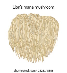 Lion's mane mushroom (Hericium erinaceus), edible and medicinal plant. Hand drawn botanical vector illustration