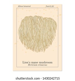 Lion's mane mushroom (Hericium erinaceus), edible and medicinal plant. Hand drawn botanical vector illustration