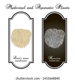 Lion's mane mushroom (Hericium erinaceus), edible and medicinal plant. Hand drawn botanical vector illustration