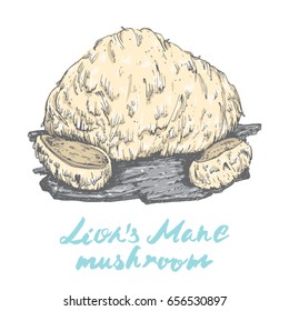 lion's mane popular healing mushroom