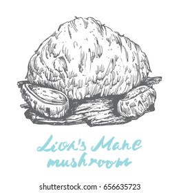 lion's mane popular healing mushroom