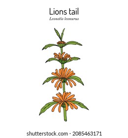 Lions tail or wild dagga (Leonotis leonurus), medicinal and ornamental plant. Hand drawn botanical vector illustration