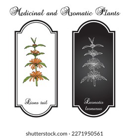 Lions tail or wild dagga (Leonotis leonurus), medicinal and ornamental plant. Hand drawn botanical vector illustration