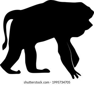 Lion-tailed macaque or Macaca silenus or Wanderoo, vector silhouette. isolated on white background