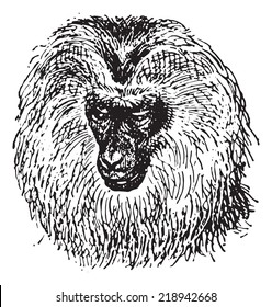 Lion-tailed macaque or Macaca silenus or Wanderoo, vintage engraved illustration. Dictionary of words and things - Larive and Fleury - 1895.