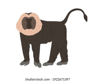 Lion-tailed macaque or wanderoo. Indian monkey with silver-white mane and black fluffy coat. Exotic jungle animal with shaggy fur. Colored flat vector illustration isolated on white background