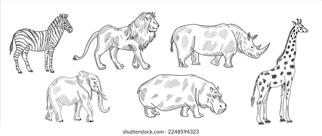 Lion,Zebra,Rhino,Giraffe,Hippo,Elephant sketch drawing vector illustration