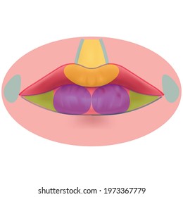 lip anatomy. Highlighted areas. Diagram in cosmetology. Vector illustration