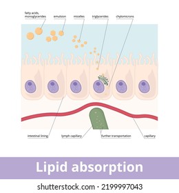 Lipid Absorption. Fat Globules Absorption In The Digestive System, Emulsion And Micelles Formation, Triglycerides Compound, And Further Chylomicrons Transportation Into Lymph Capillary. 